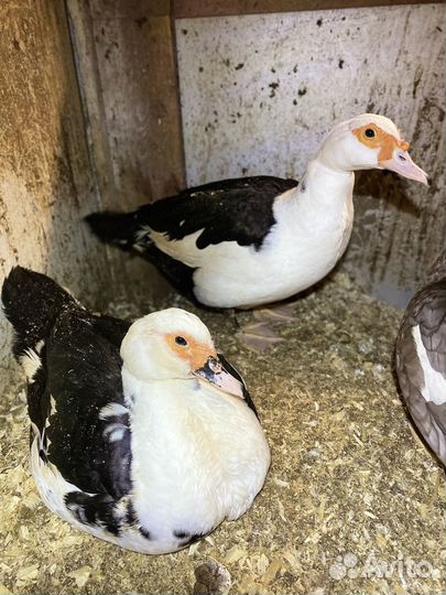 Семья индоуток (3+1)