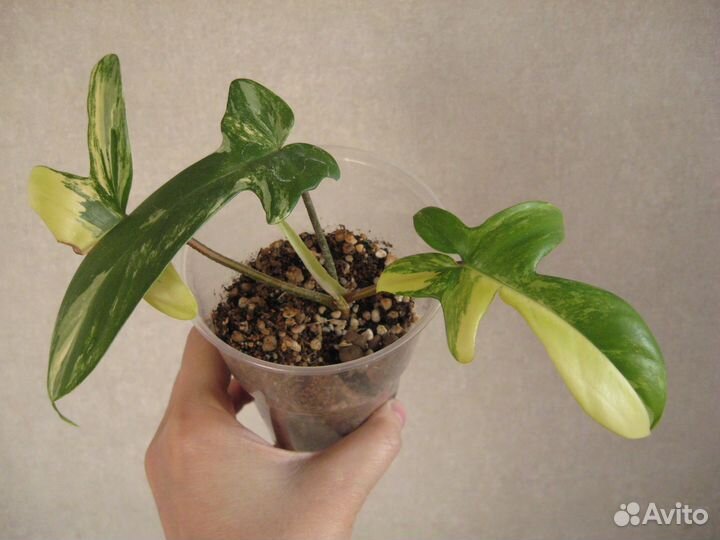 Редкие и популярные домашние растения