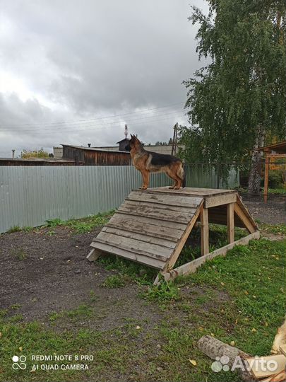 Немецкая овчарка вязка кобель