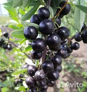 Сливово-вишневый гибрид