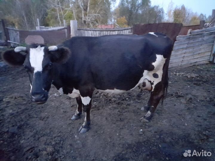 Коровы дойные молочные