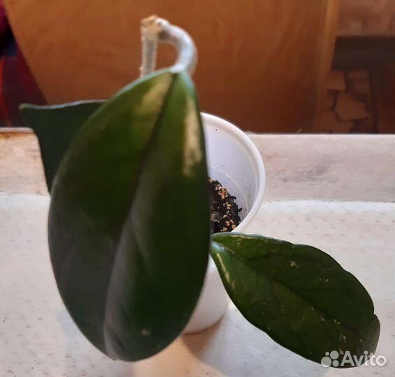 Разные комнатные цветы