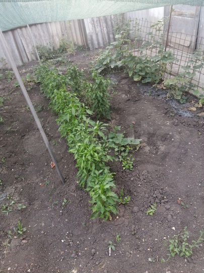 Дом 46 м² на участке 3 сот.