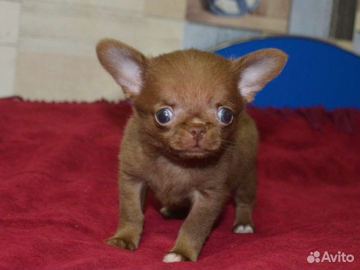 Супер малышка