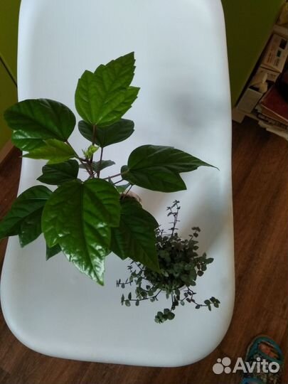 Гибискус, коллизия