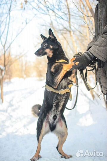 Веселый пёс в добрые руки