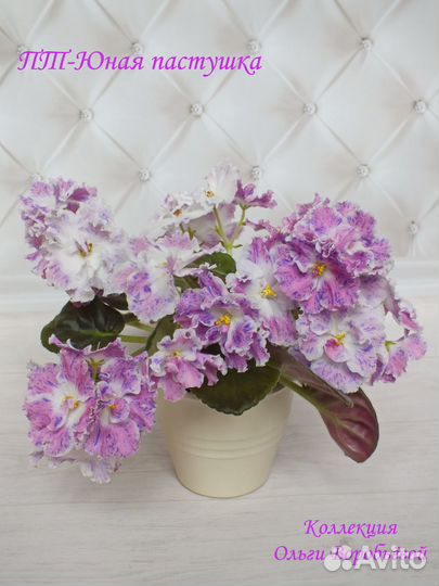 Сортовые фиалки