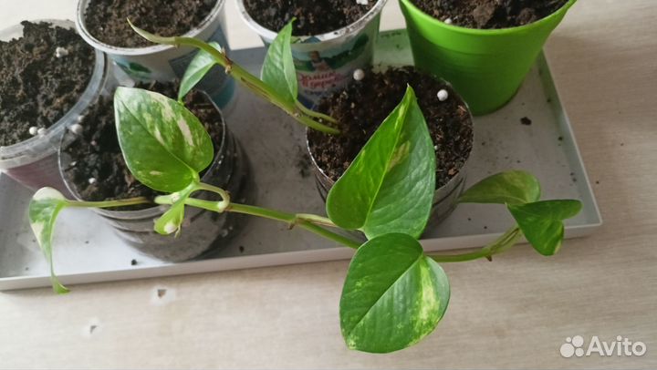 Сциндапсус золотистый