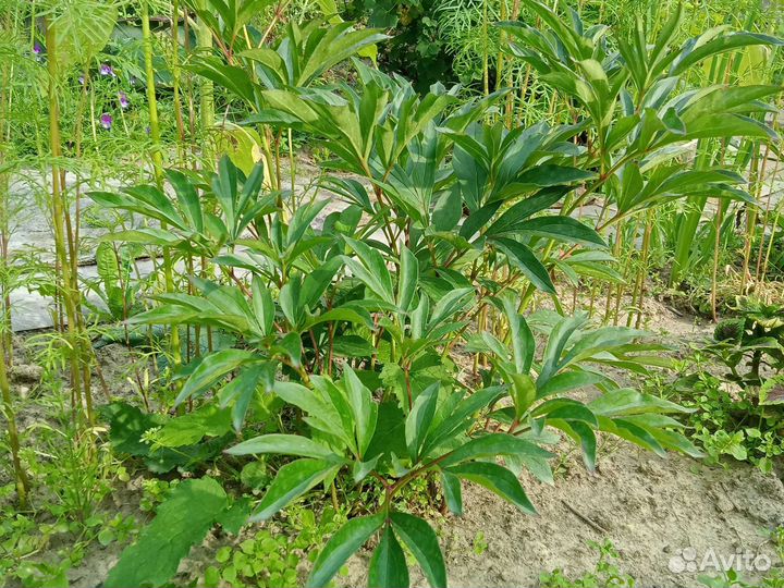 Спирея,Пион розовый,Марьин корень