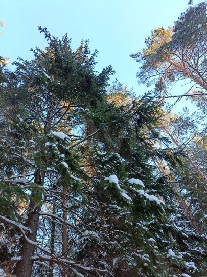 Участок 7 сот. (ИЖС)