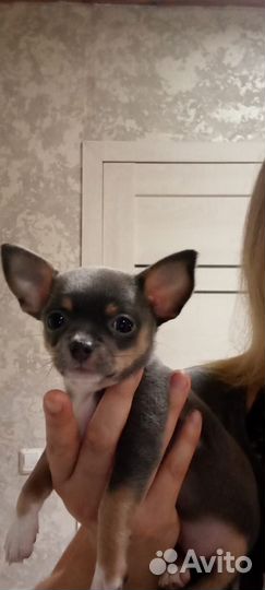 Девчушка чихуахуа