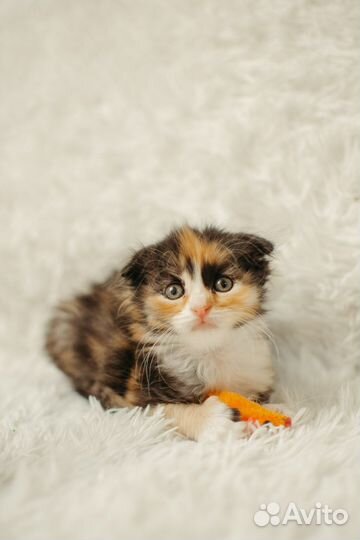 Котенок Лира