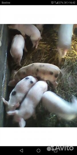 Поросята