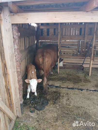 Продажа крс