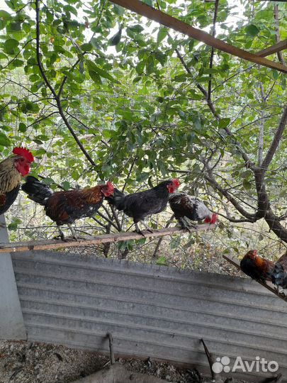 Петух карликовые, бентамка, королек