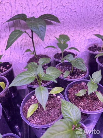 Перец острый