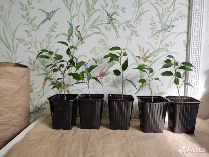 Фикус бенжамина