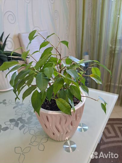 Фикус Бенджамина, Толстянка, суккуленты