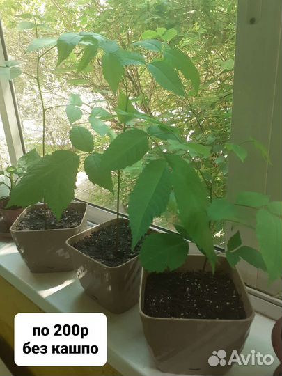 Манжурский орех саженцы