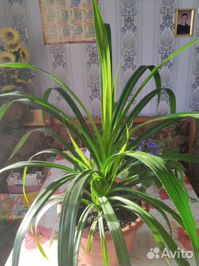 Пальма панданус