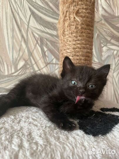 Котята ищут дом