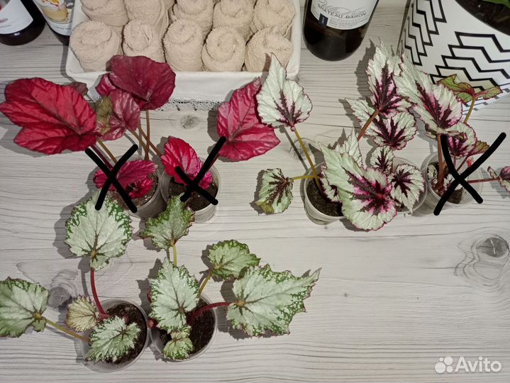 Бегония Rex