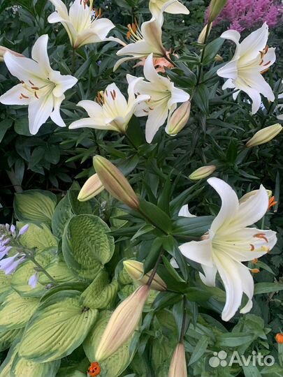Белые лилии