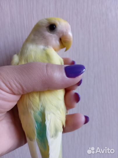 Попугай неразлучник