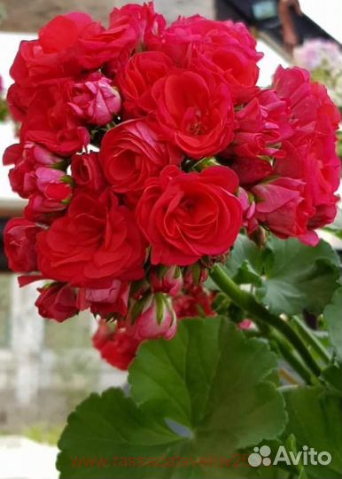 Сортовая пеларгония