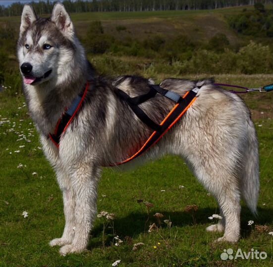 Шлейка ездовая для собаки