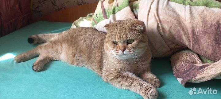 Шотландский кот вязка