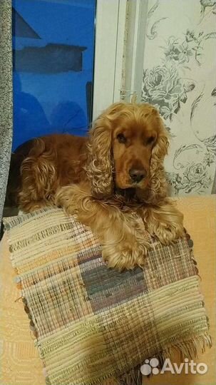 Английский кокер спаниель вязка