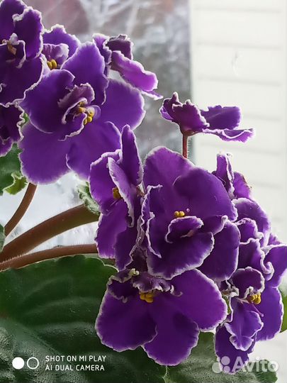 Фиалка Прекрасная креолка. Продам деток