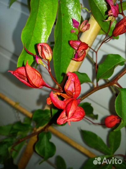 Бугенвиллия тюльпановидная Chinese sleeping beauty