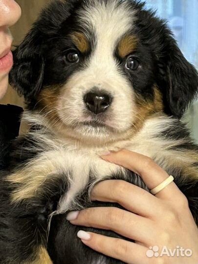 Бернский зенненхунд