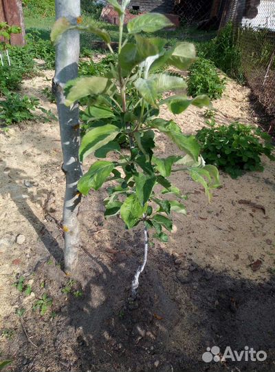 Саженцы яблони