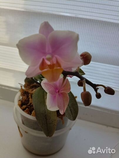 Орхидея мини