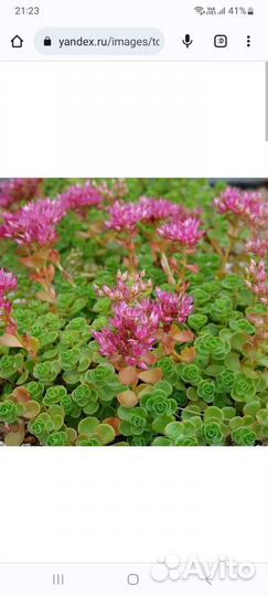 Пионы крупные