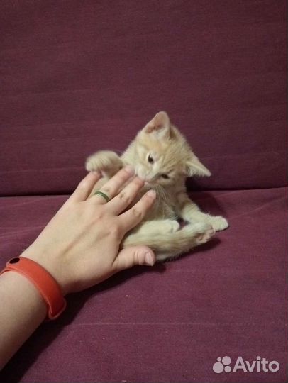 Котенок девочка в добрые руки