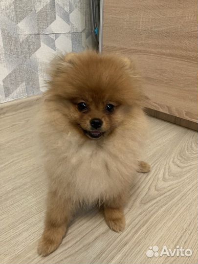 Шпиц мини щенок