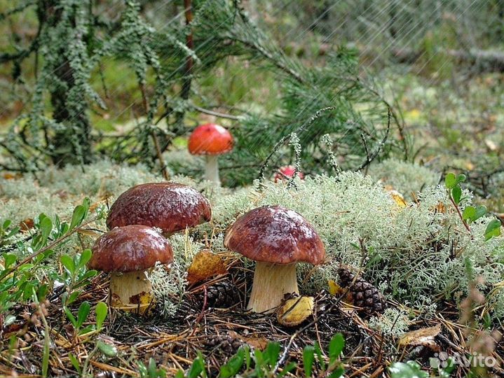 Грибной тур на острова Онежского озера