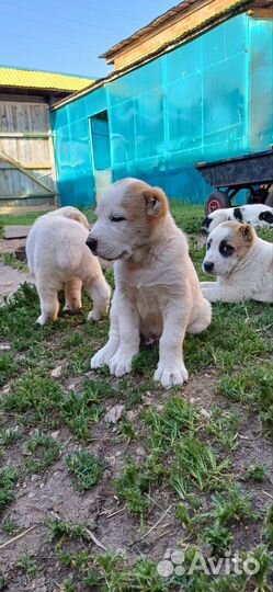 Продам щенков алабая (сао)