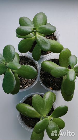 Красула толстянка