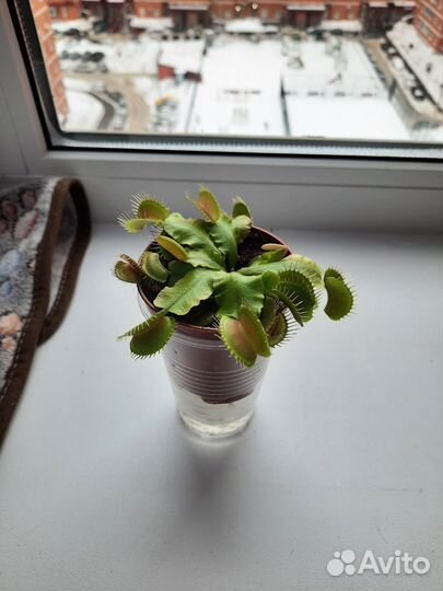 Венерина Мухоловка