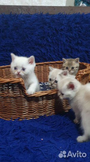 Котята шотландцы