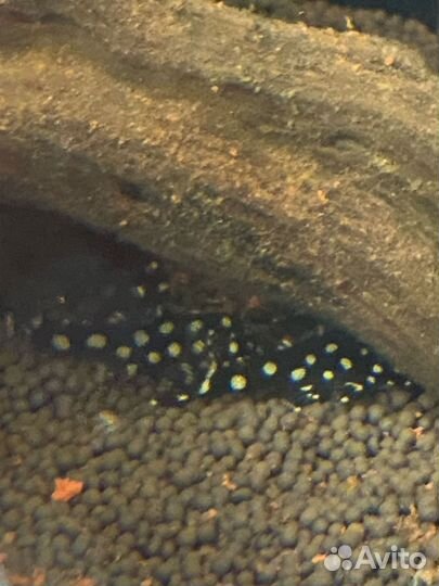 Номерной сом L201