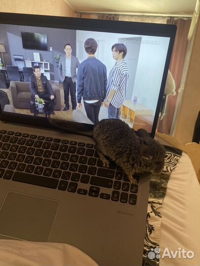 Продается шиншилла