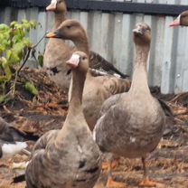Масленица вошла в избу девица слова. Песня вошла в избу девица. Песня а мы масленицу дожидаем. Загадки масленица с отгадками. Масленица вошла в избу девица слова.