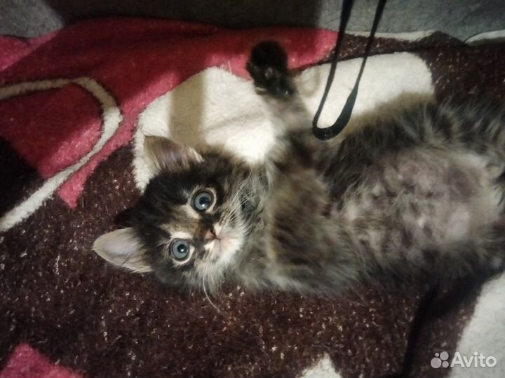 Кошка