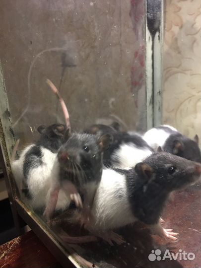 Крысята дамбо